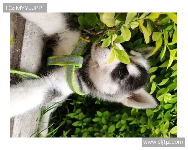 哈士奇的足球明星究竟是谁揭秘它们与足球的奇妙缘分